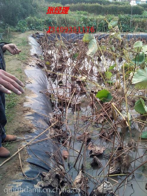 莲藕在家怎样种植方法「家养莲藕种植方法是什么」