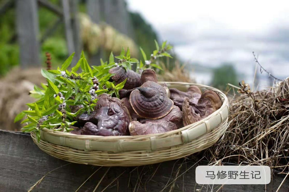 灵芝怎么吃效果最好灵芝怎么吃介绍