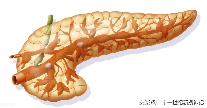 猪脾脏的功能你对它的了解有多少