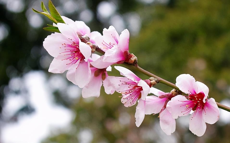 赞美桃花的诗句千古名句「描写桃花的诗句古诗」