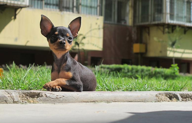 怎么训练小鹿犬大小便「小鹿犬多少钱一只」