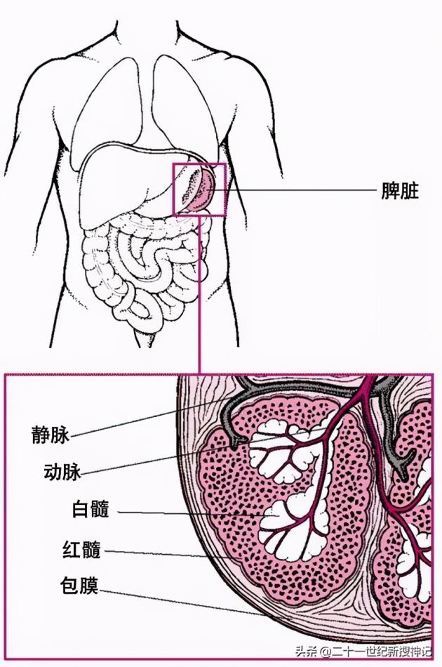 猪脾脏的功能你对它的了解有多少