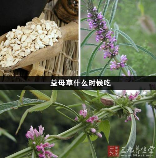 新鲜益母草食用方法「新鲜益母草如何食用」