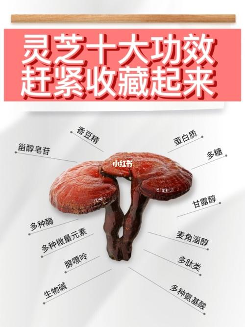 灵芝怎么吃效果最好灵芝怎么吃介绍